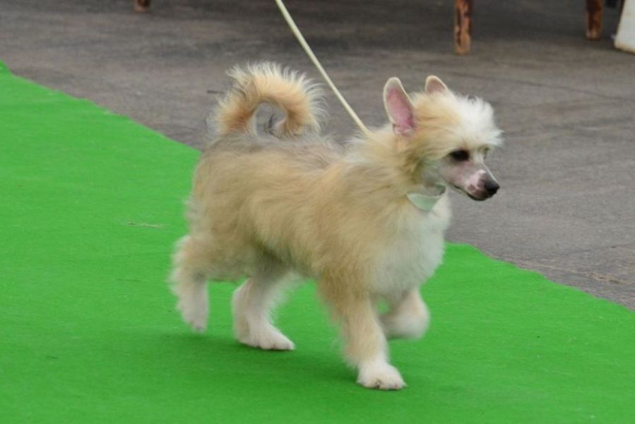 Chinese Crested Dog - powder puff