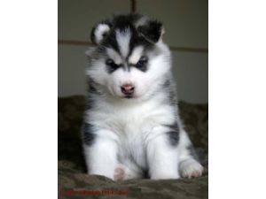  BEAUTIFUL SIBERIEAN HUSKY PUPS(07031871838)