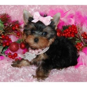 Supper Cute Teacup Yorkie Puppies For Adoption