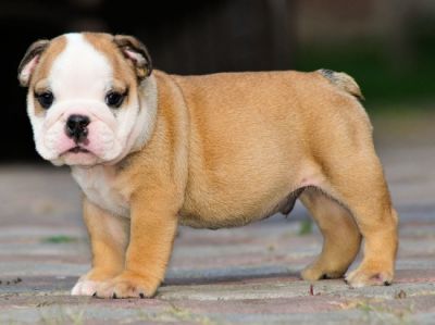6 Week Urgent Adoption English bulldog puppy for adoption