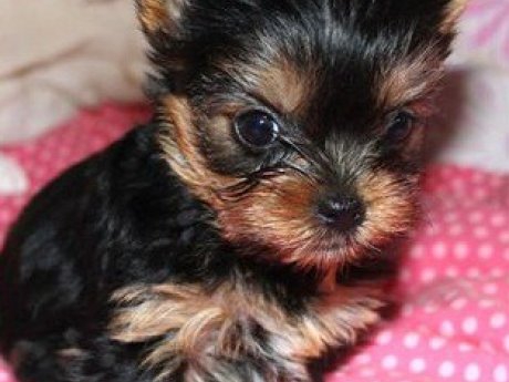 Cute Yorkie puppies still Available to Good Home..