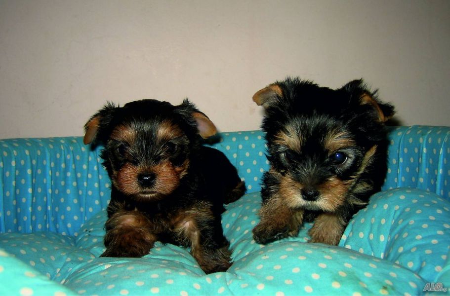 Cute Yorkie puppies Still Available for Adoption