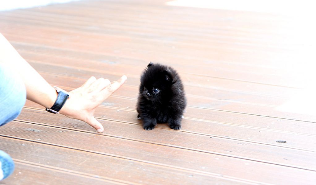 Adorable Teacup Pomeranian Puppies 
