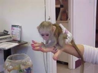 Pygmy marmoset Capuchin monkeys for sale