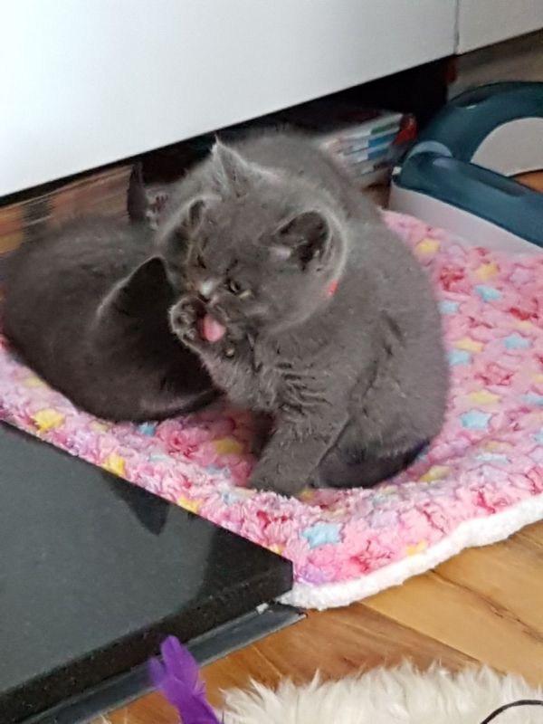  Gccf Delightful Pedigree Blue British Shorthair Kittens