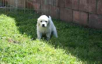 Golden Retriever Puppy Now Ready For Sale