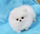 Beautiful male and female Pomeranian puppies for x-mas