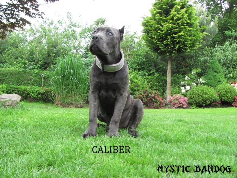 American Bandogge - Puppies