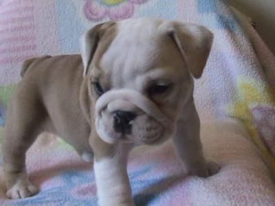 Healthy English Bulldog Puppies  ready for good home