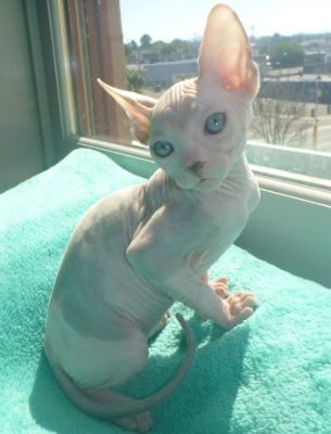 Gccf pink slip registered Sphynx kittens hair-less body ready for good homes