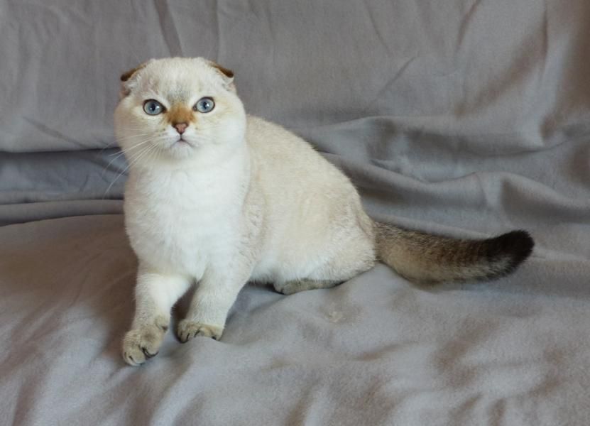 Scottish fold with pedigree