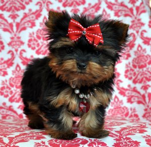 ADORABLE TEACUP YORKIE PUPPIES FOR YOUR HOME THIS COMING XMAS