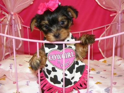 Cute Adorable Teacup Yorkie Puppies For Adoption