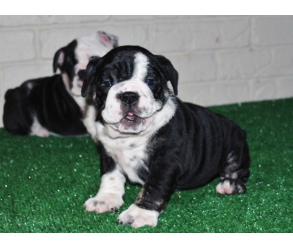 Cute English Bulldog puppies
