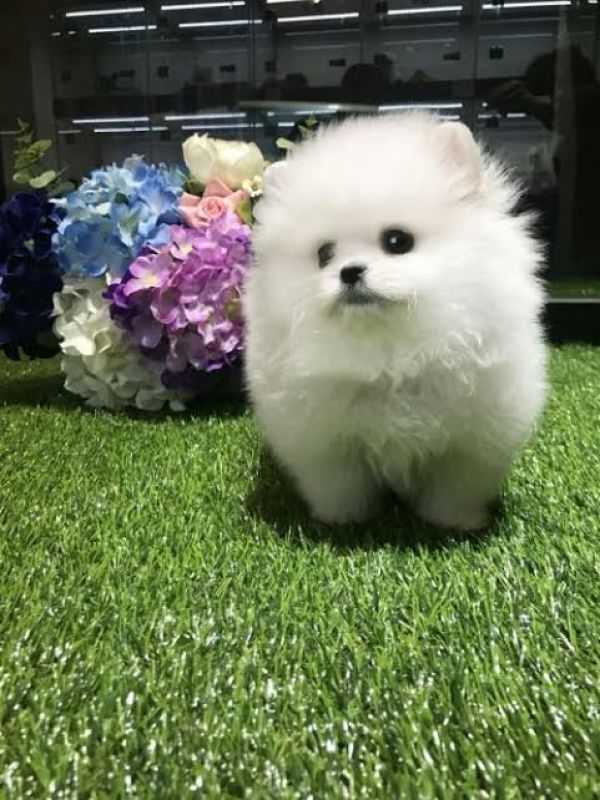 Small Pomeranian lovable, friendly