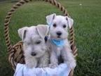 Charming Male and Female Miniature Schnauzer Puppies for Adoption