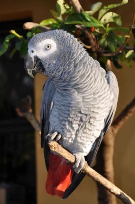 Pair and single Talking African Grey Parrots available