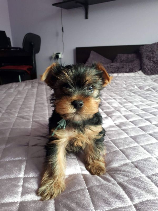 Yorkshere Terrier Puppies for Sale