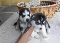 male and female siberian husky puppies for a home