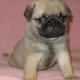 Cute and Adorable Pug Puppies Available.