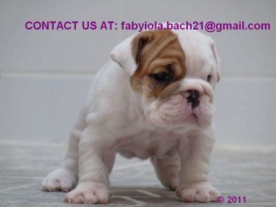 CUTE MALE & FEMALE ENGLISH BULLDOG PUPPIES FOR ADOPTION!