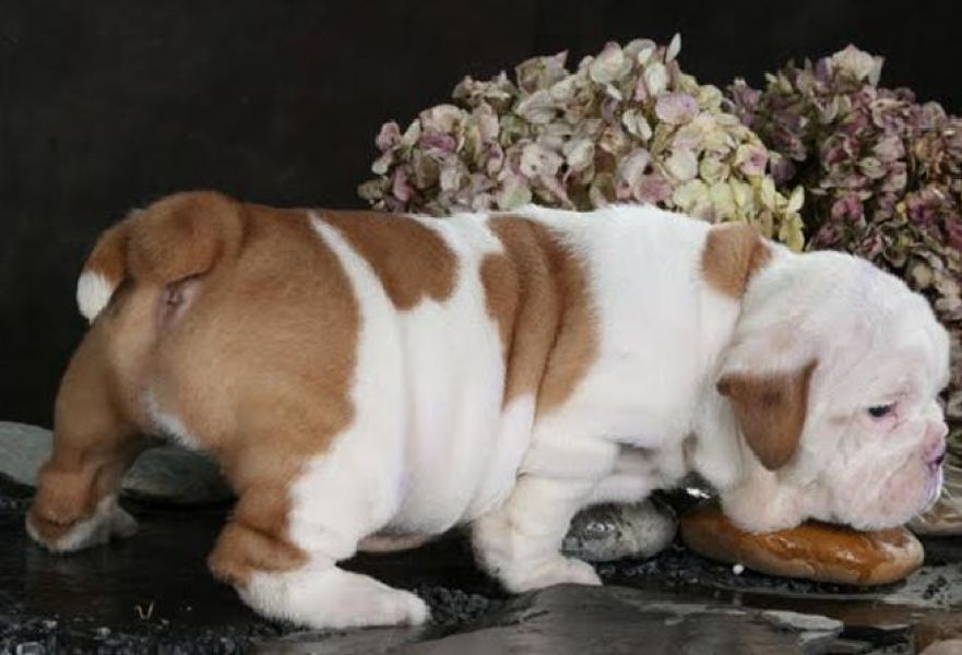  11 weeks old english bulldog Puppies ready for adoption