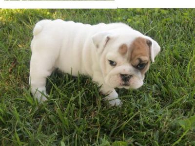 beautifull english bull dog puppy for free adoption