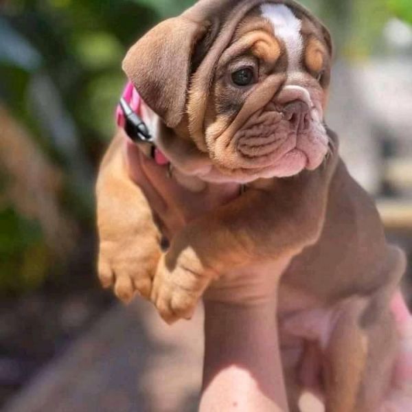 English Bulldog Puppies For Adoption