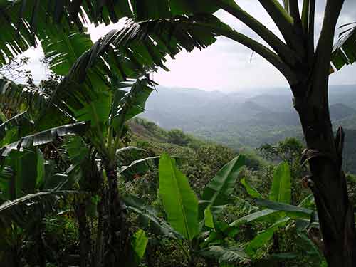 Jamaican Rural Eco Property in 20 Acre Mountain-Top Setting