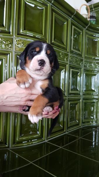 Greater Swiss Mountain Dog - FCI pedigree