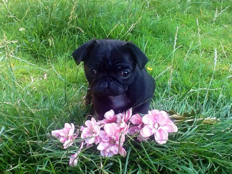 *show Quality Kc Reg Pug Babies*