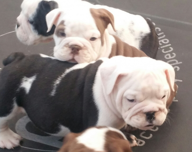 Teddy Bears Ready Now. Kc Reg English Bulldog Puppies