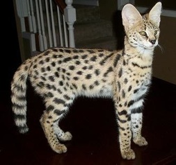 We have available kittens exotic such as f1 f2 savannah