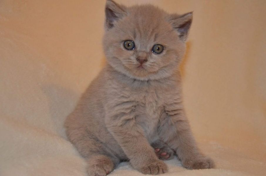Bi Colour And Blue British Shorthair Boys For New Loving Homes