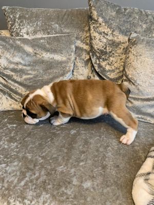 English Bulldog Available