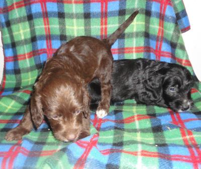 Poogle puppies For Adoption