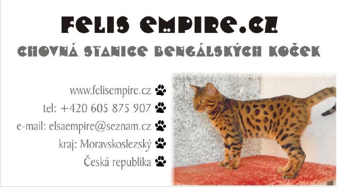 Bengal kittens with pedigree