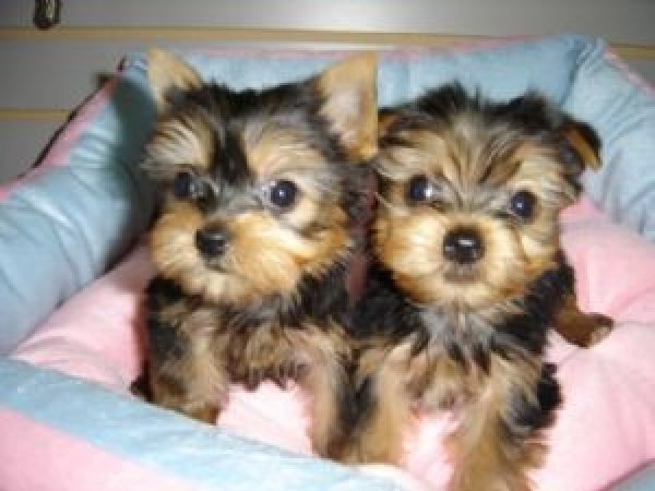 Yorkie Babies!! Boys and Girls! All Sizes