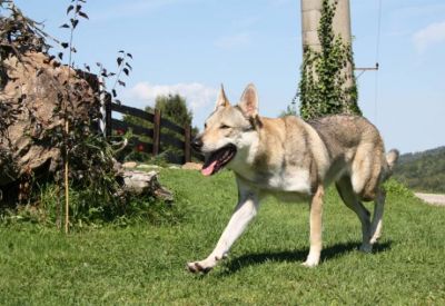Czechoslovakian Wolfdog puppies with pedigree