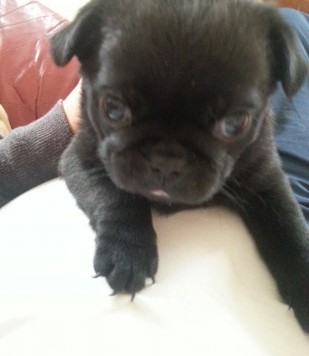 charming Male pug puppy available now.
