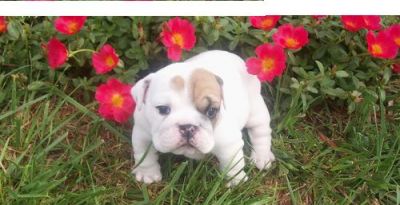 beautifull english bull dog puppy for free adoption