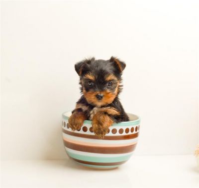 City champion yorkie puppies for homes 