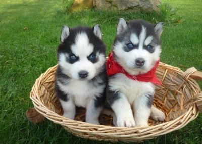 Quality and lovely Siberian Husky Puppies For Sale
