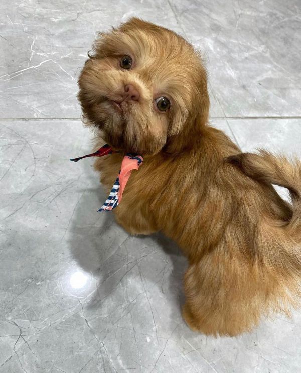 Teacupshihtzupuppiesavailable for adoption