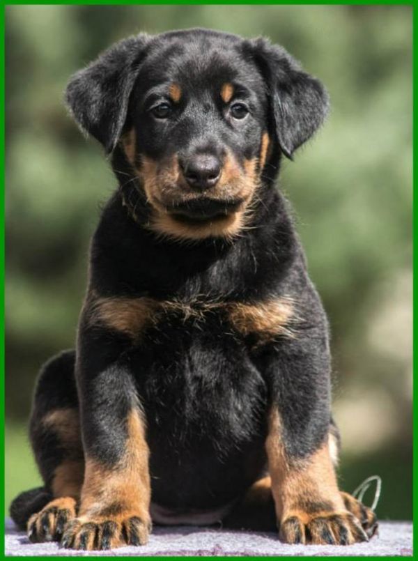 Beauceron (Berger de Beauce) – FCI registred