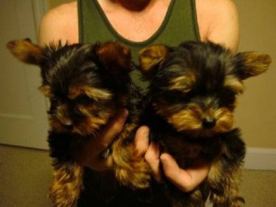 male and female tea cup yorkie puppies for adoption ?