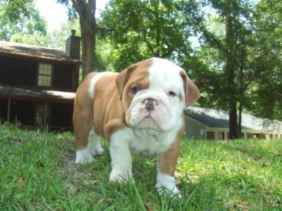 Lovely Bull Dog puppies Good Home 