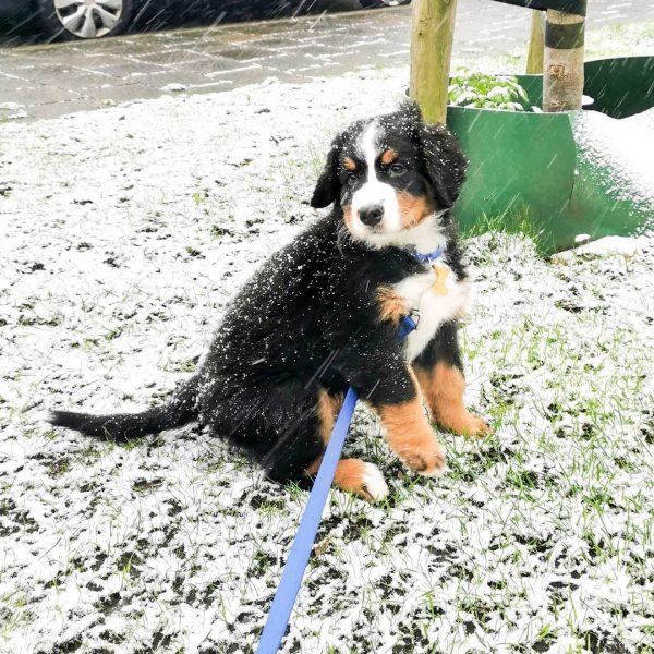 Cute Bernese Mountain Puppies available