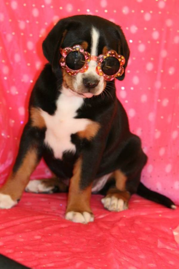 Greater Swiss Mountain Dog