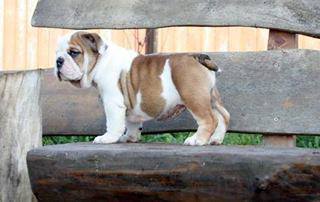 9 weeks male and female English Bull Dog Puppies available